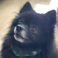 経営知識の沼[黒ポメ　福ちゃんの冒険]